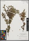 Foto von Salix retusa L.